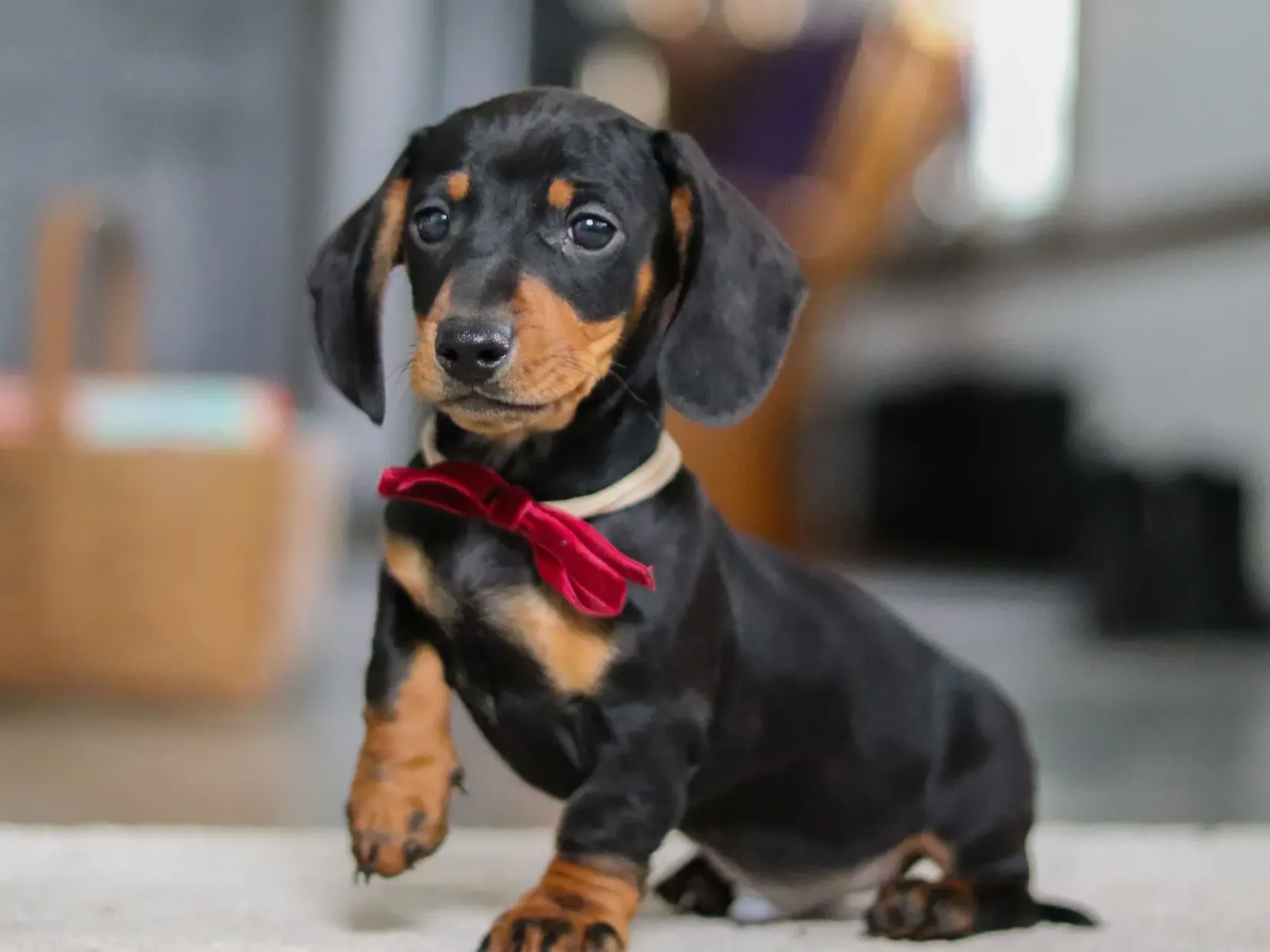 Archie puppy photo 1