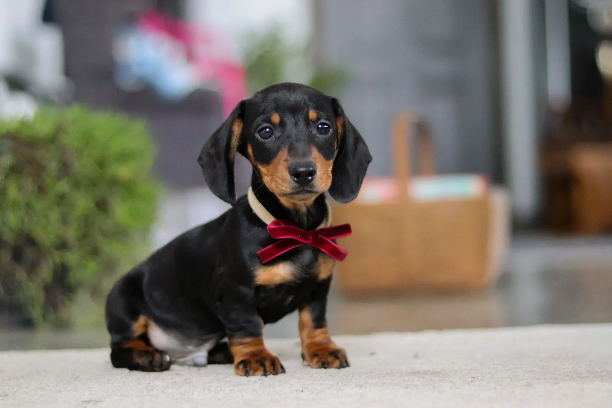 Archie puppy photo 2