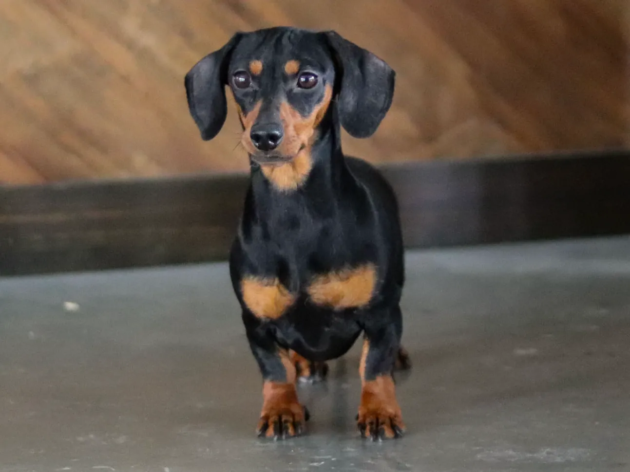 Archie's dam (mother) - Nuforest Dachshunds