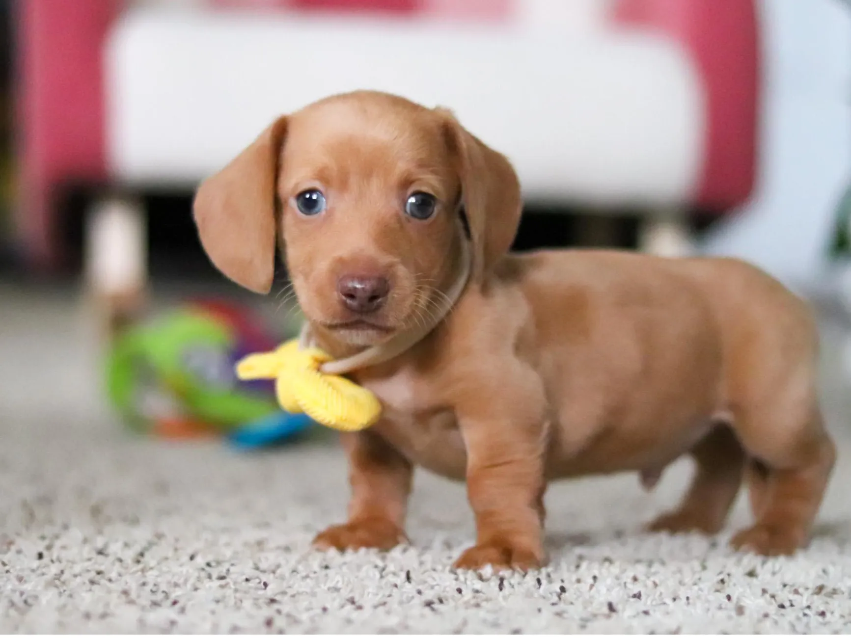 bella - AKC Miniature Dachshund puppy photo 1