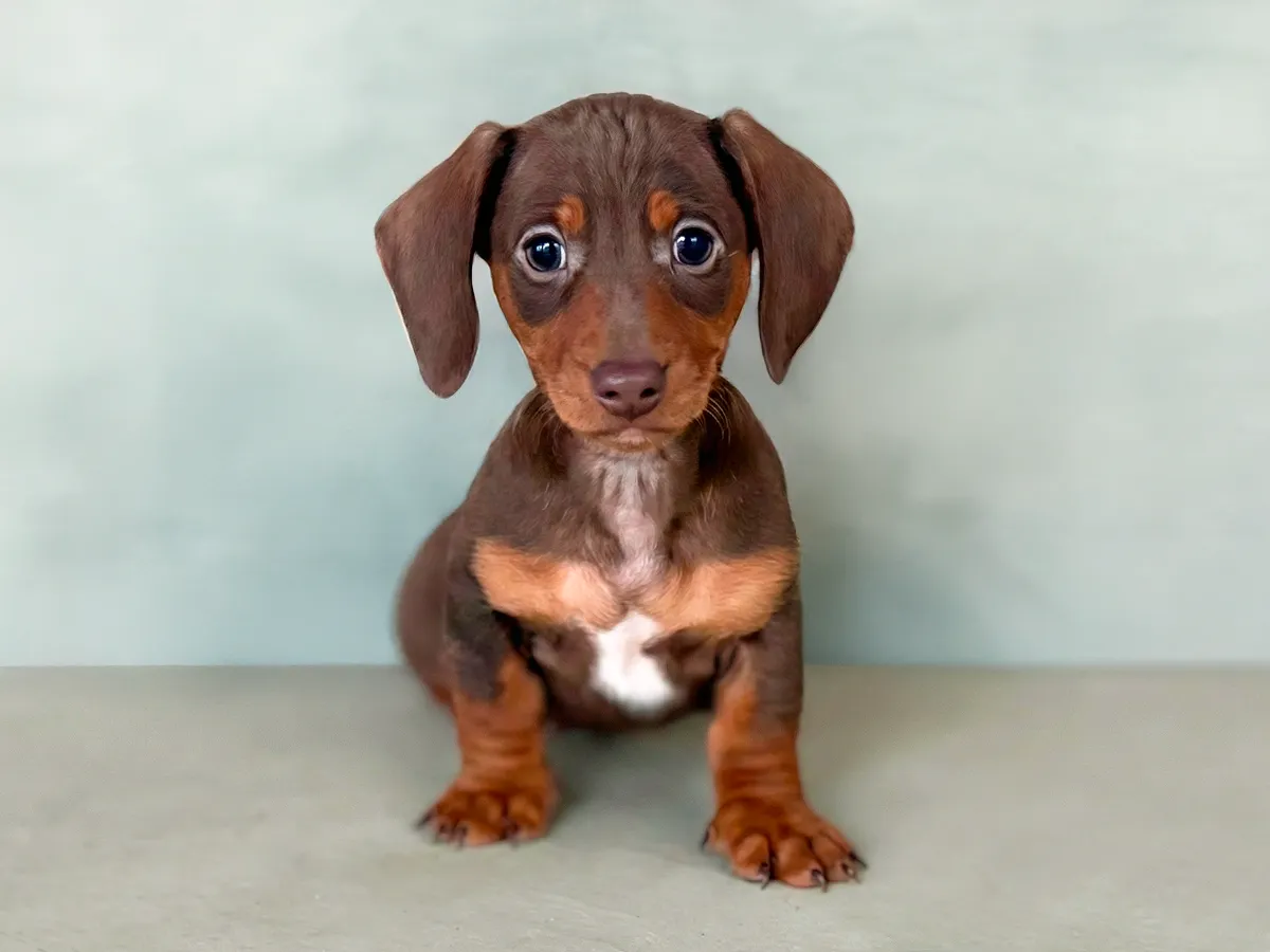 Finn - AKC Miniature Dachshund puppy photo 1