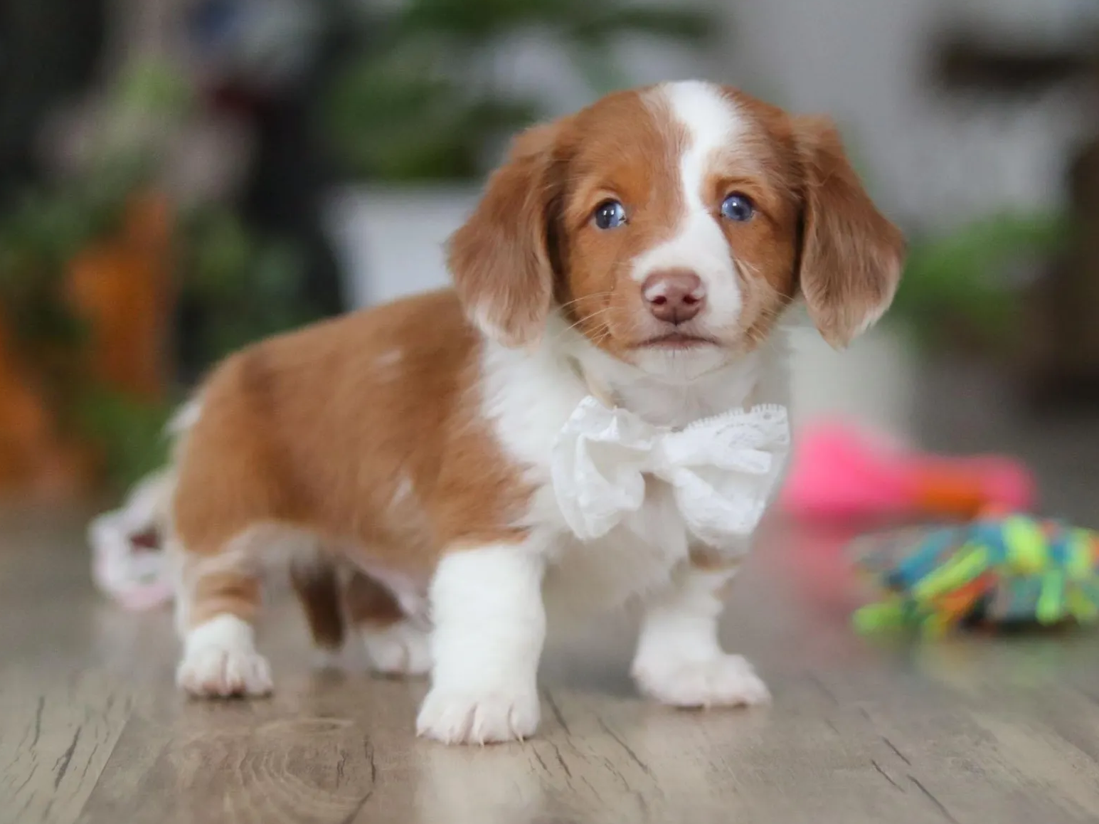 Oliver - AKC Miniature Dachshund puppy photo 1