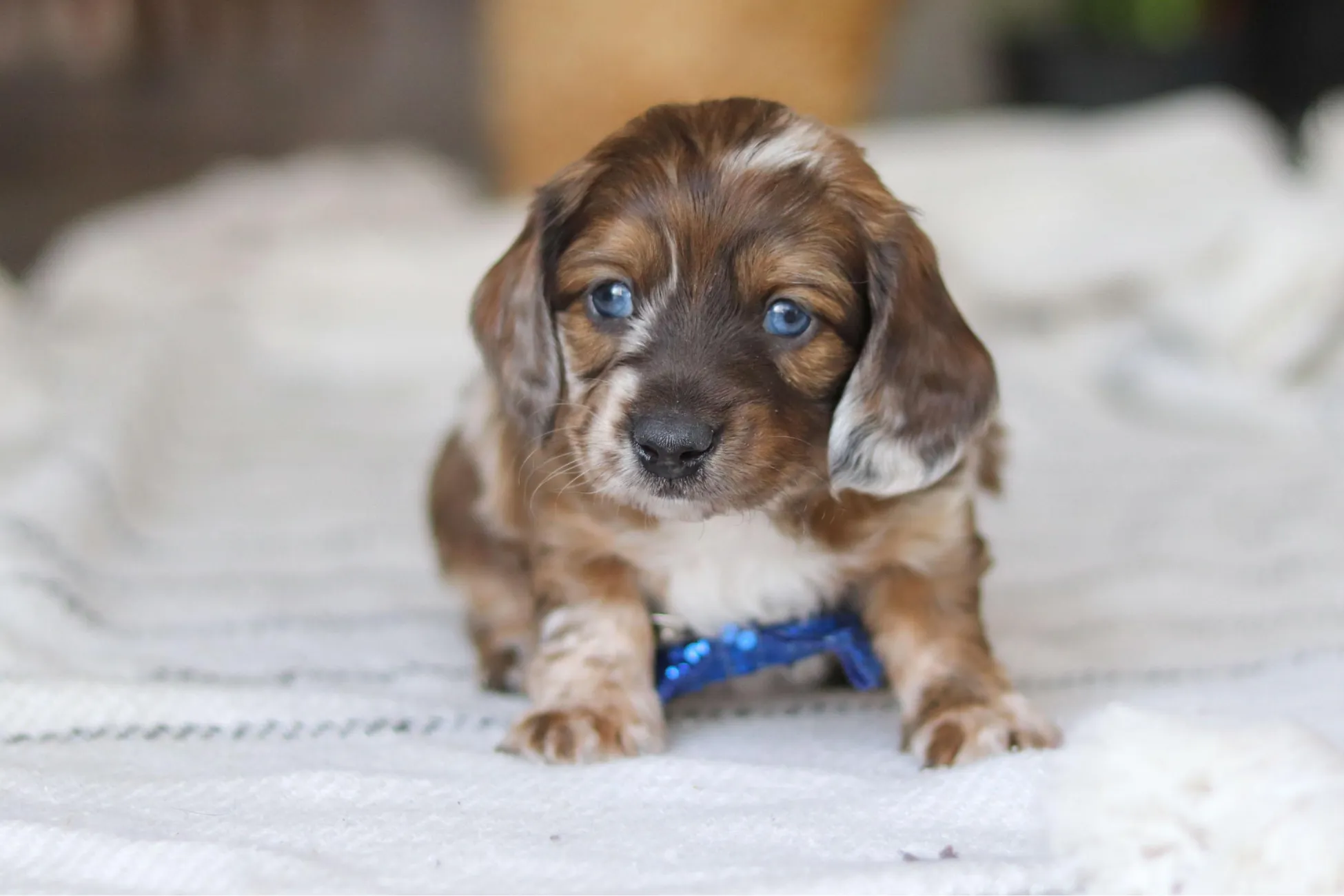Rosie - AKC Miniature Dachshund puppy photo 1