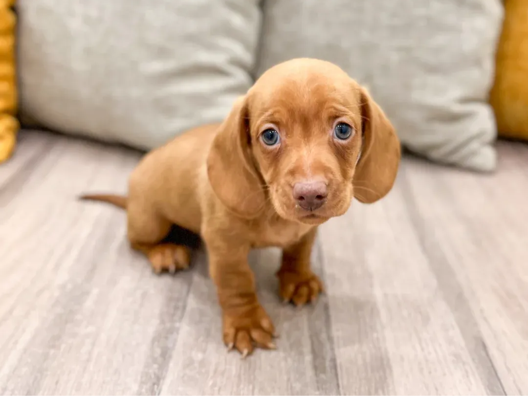 Ruby - AKC Miniature Dachshund puppy photo 1