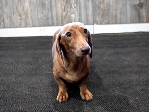 Milo's dam (mother) - Nuforest Dachshunds