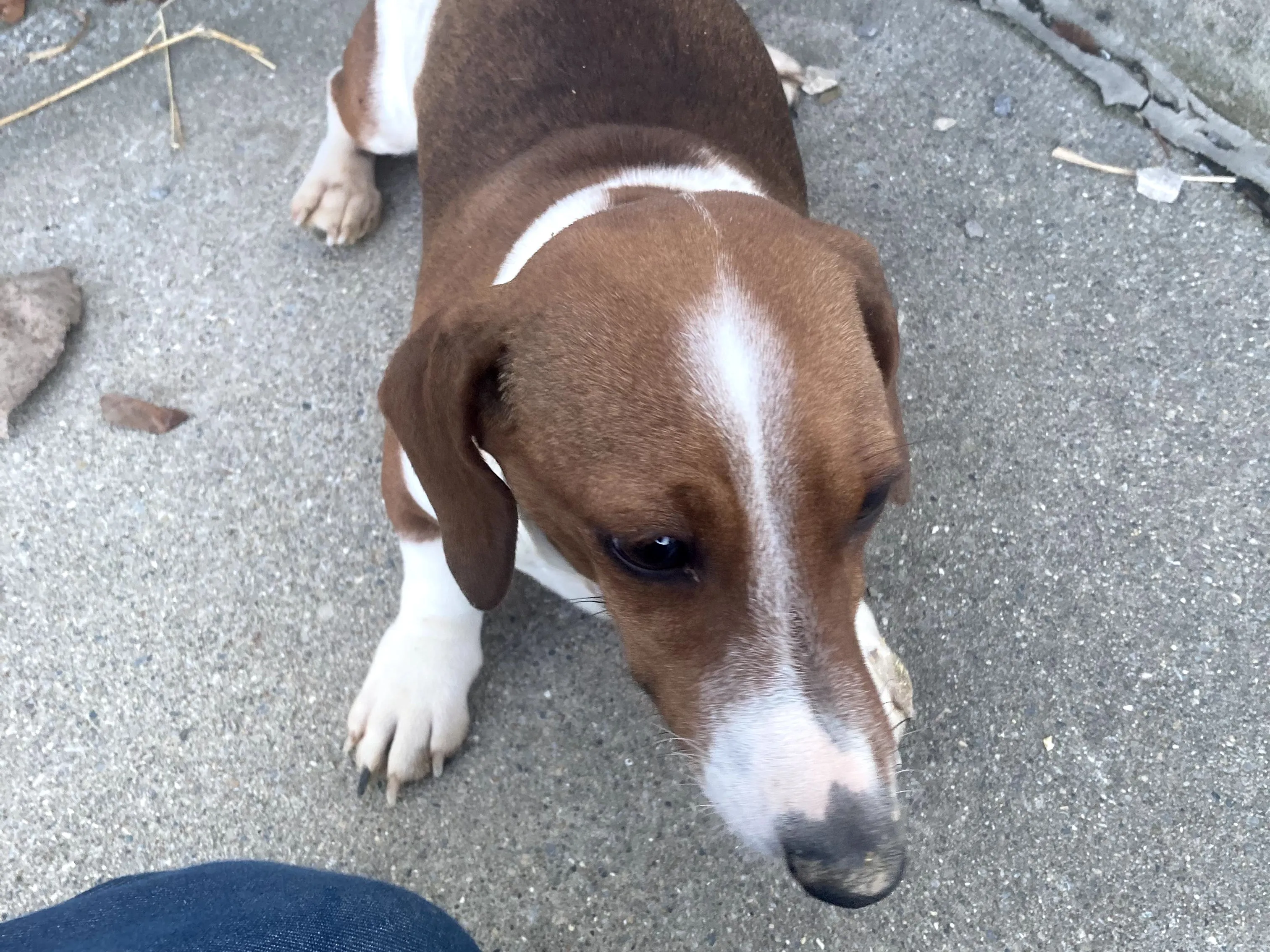 Coco's dam (mother) - Nuforest Dachshunds