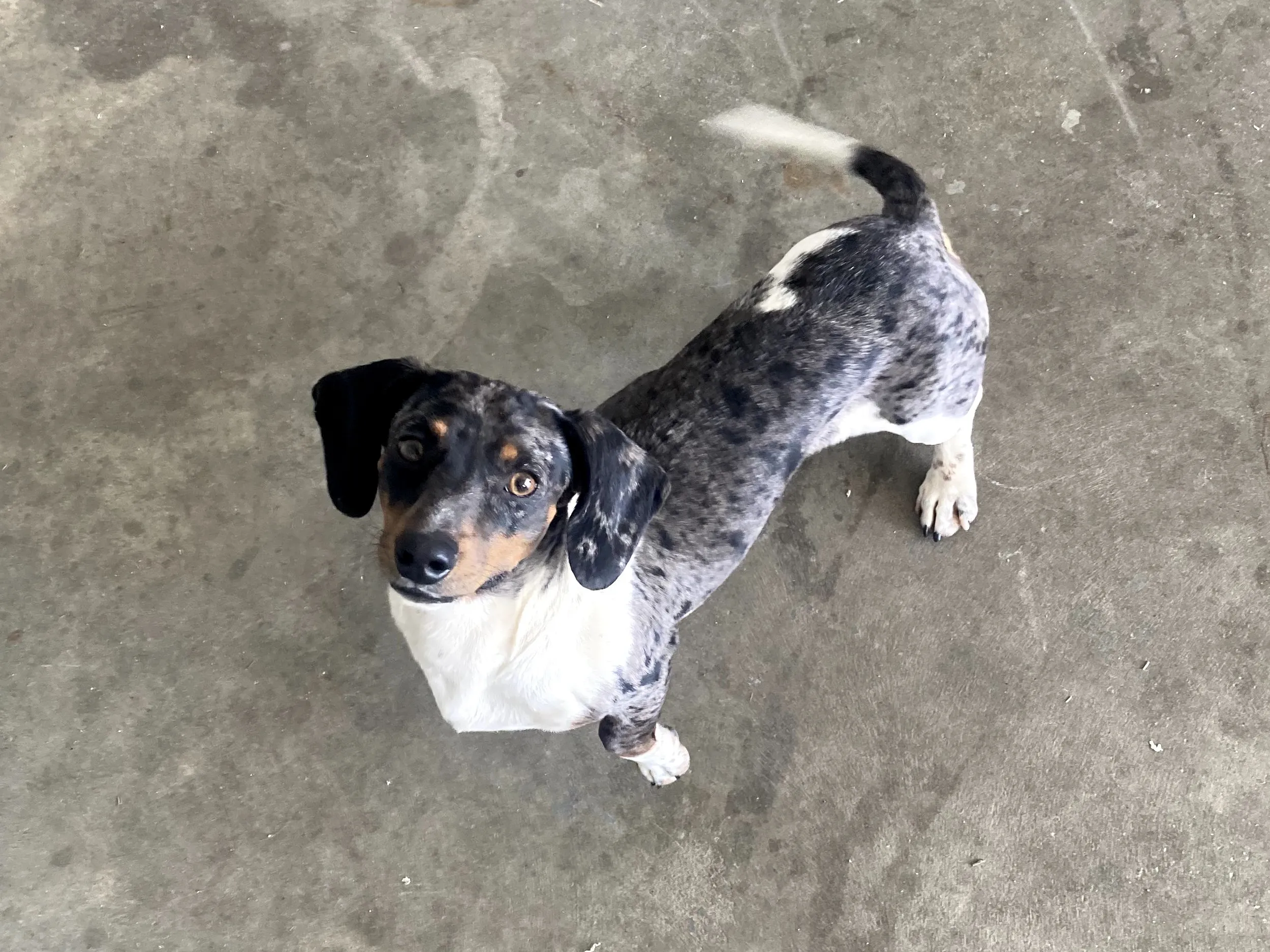 Coco's sire (father) - Nuforest Dachshunds