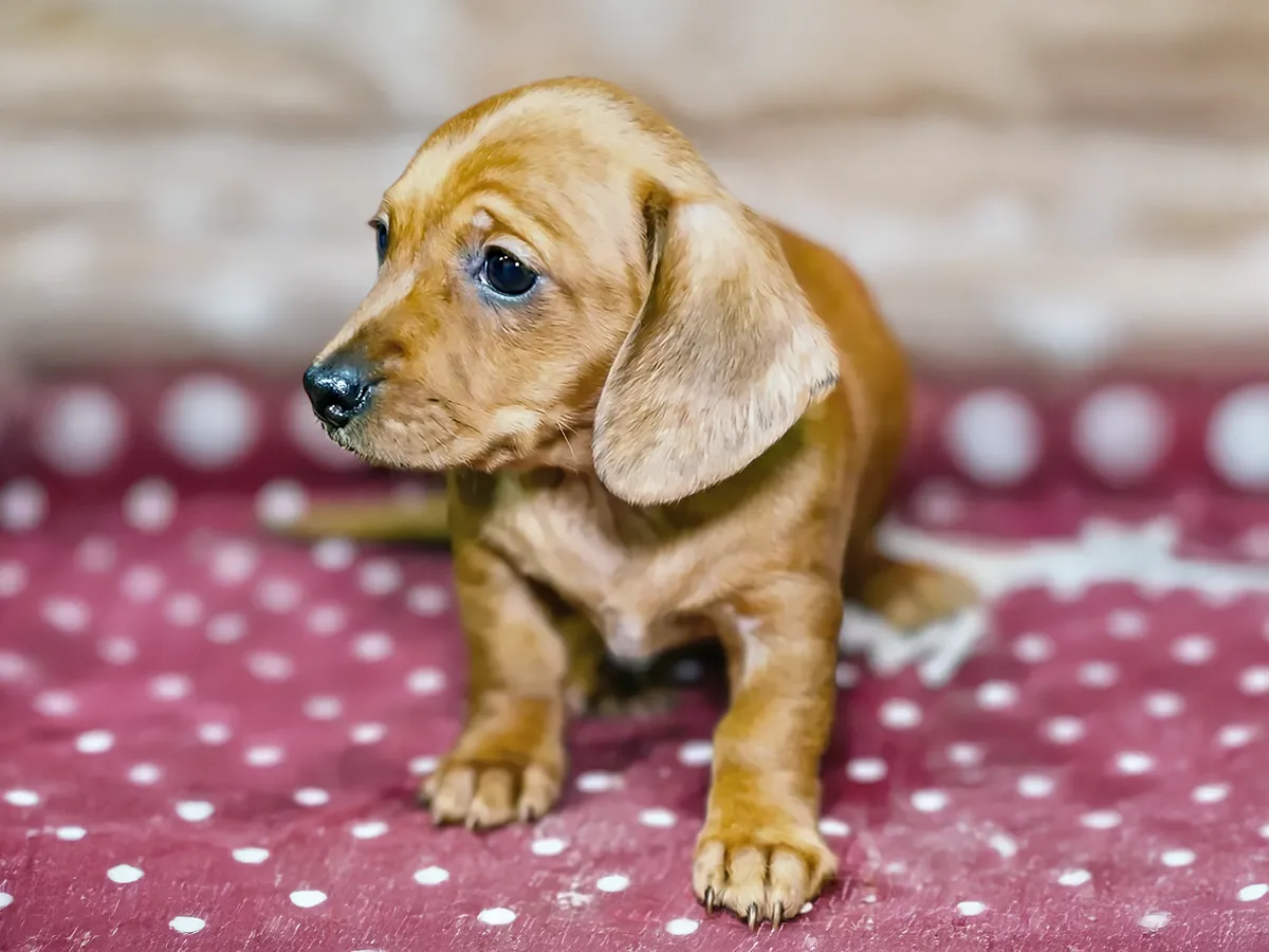 Nuforest Dachshunds - AKC Miniature Dachshunds