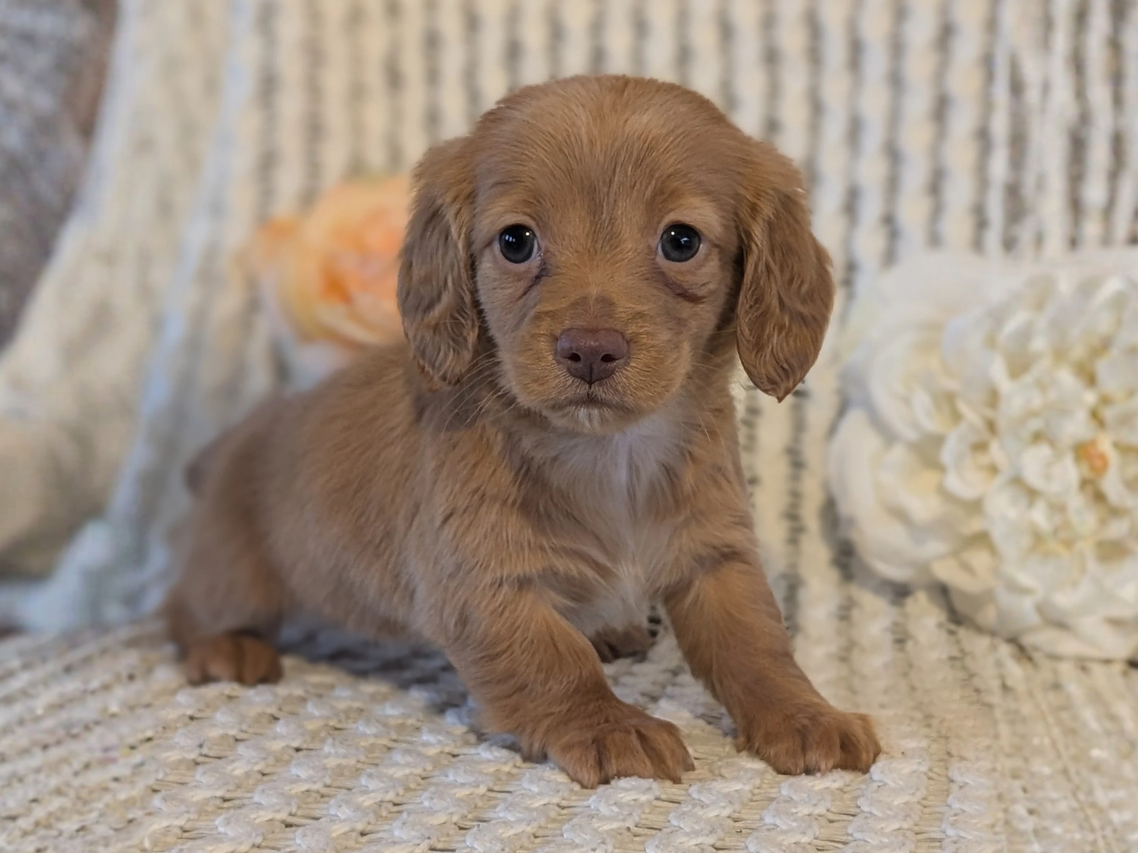 AKC Miniature Dachshund puppy from Nuforest Dachshunds