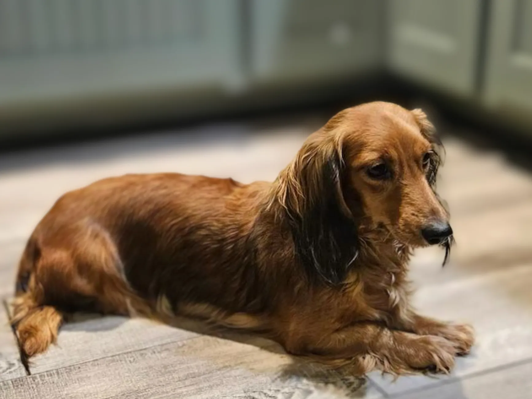 Finn's dam (mother) - Nuforest Dachshunds