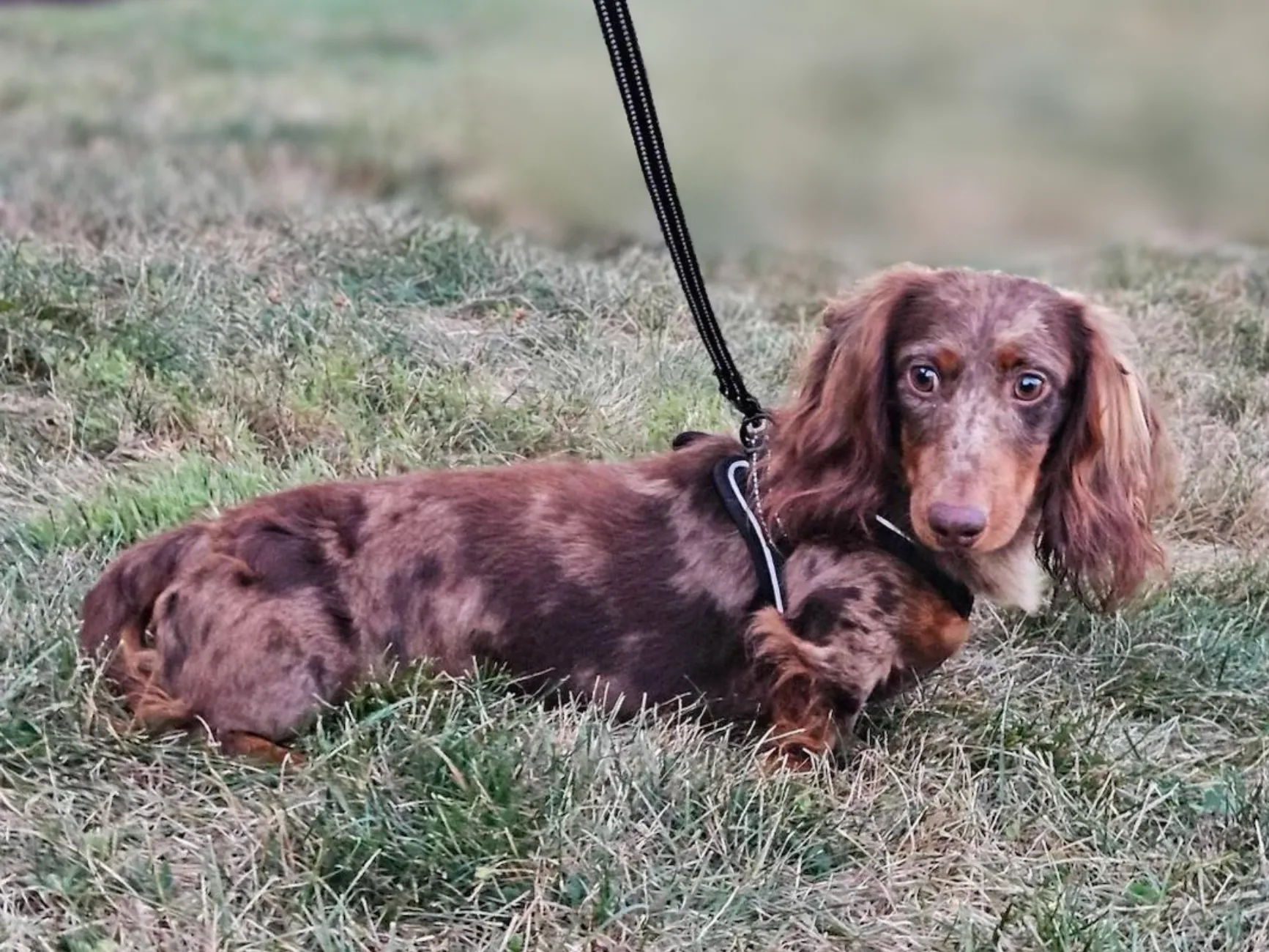 Finn's sire (father) - Nuforest Dachshunds