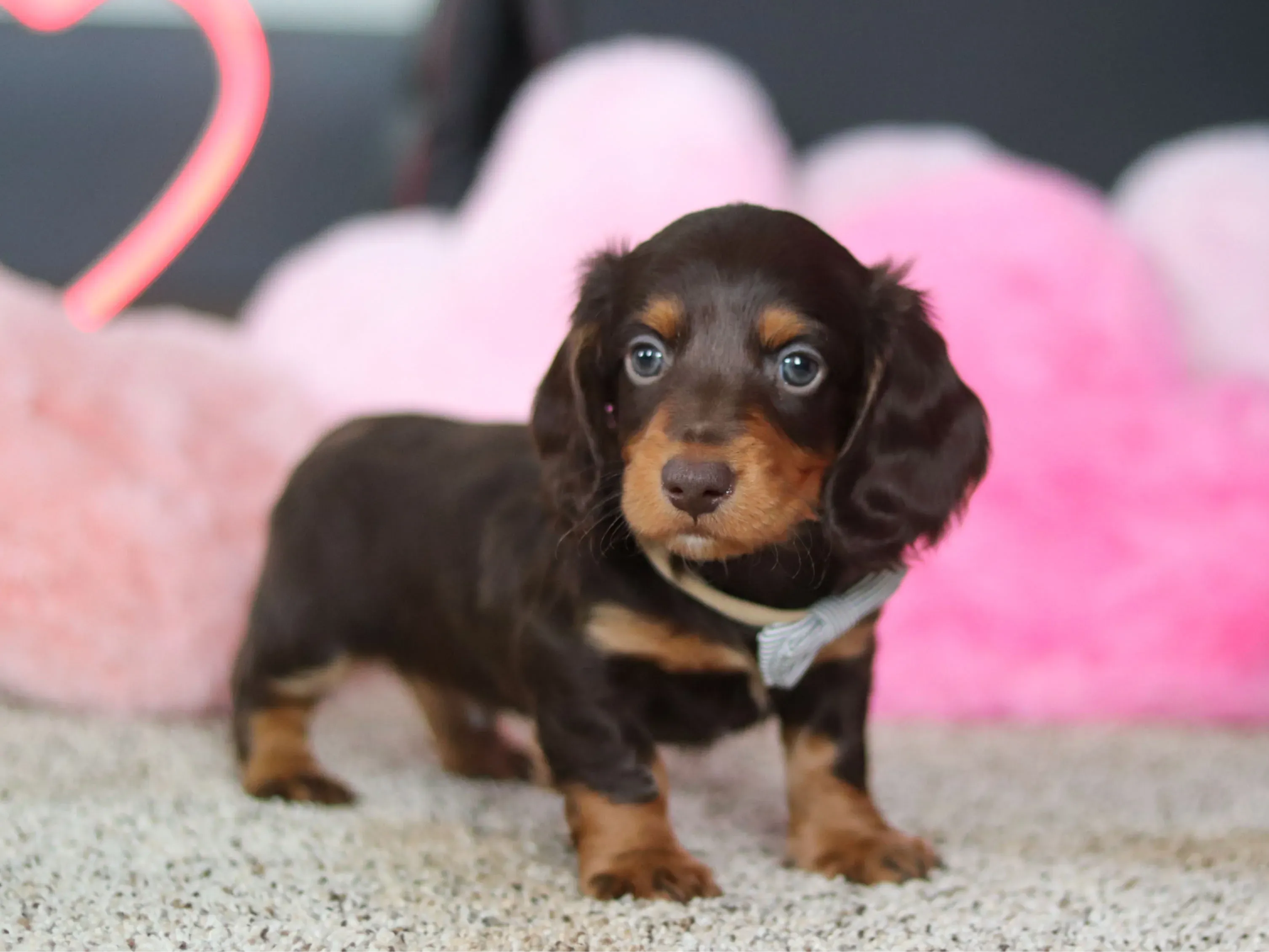 Bear - AKC Miniature Dachshund puppy photo 1