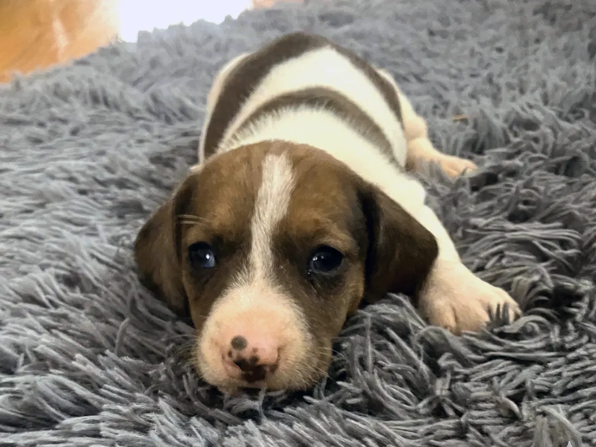 Coco - AKC Miniature Dachshund puppy photo 1
