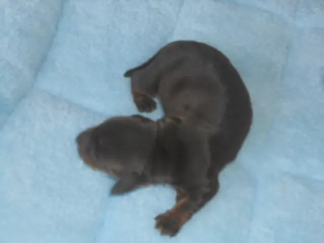 Upcoming Miniature Dachshund litter - Nuforest