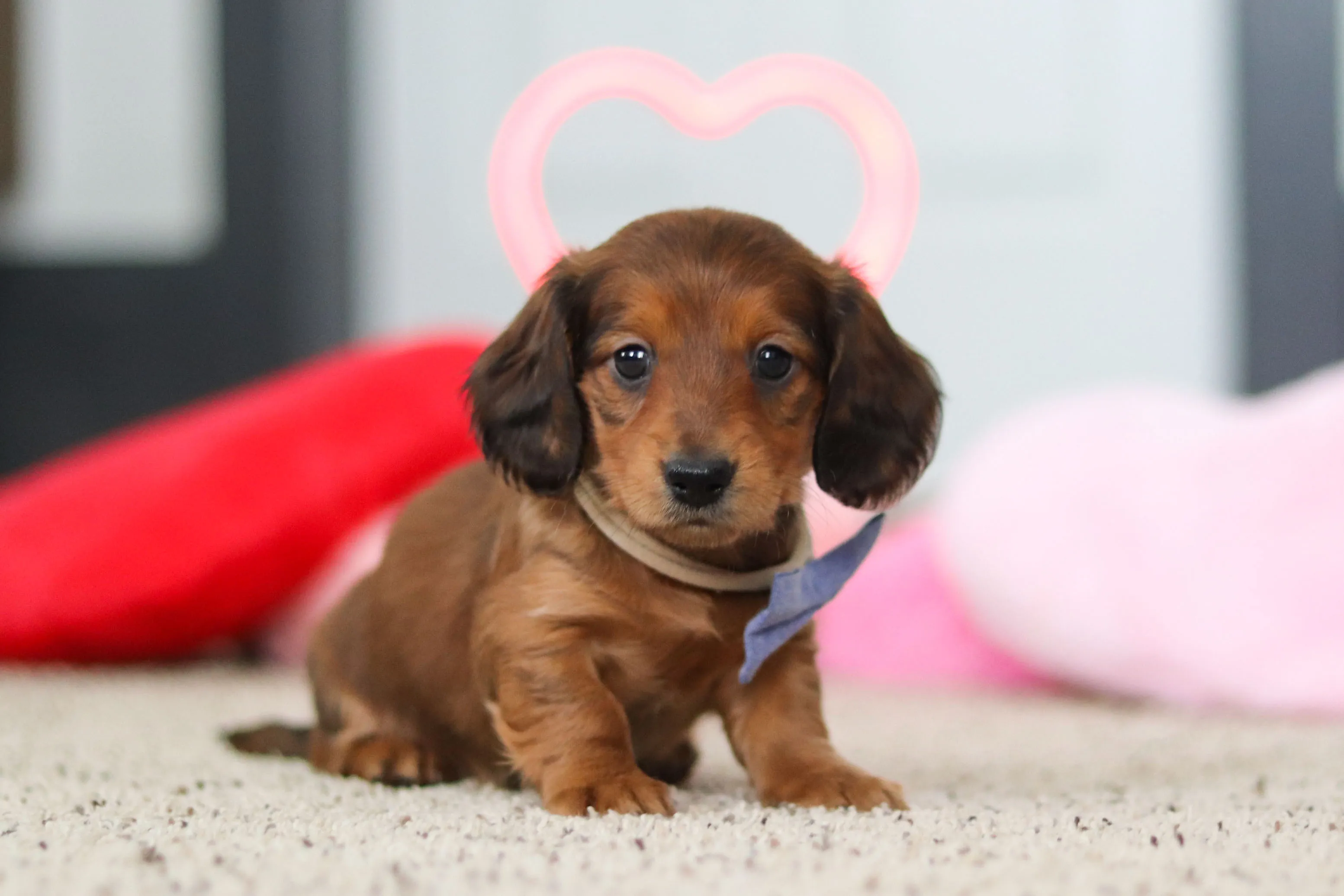 Daisy - AKC Miniature Dachshund puppy photo 1