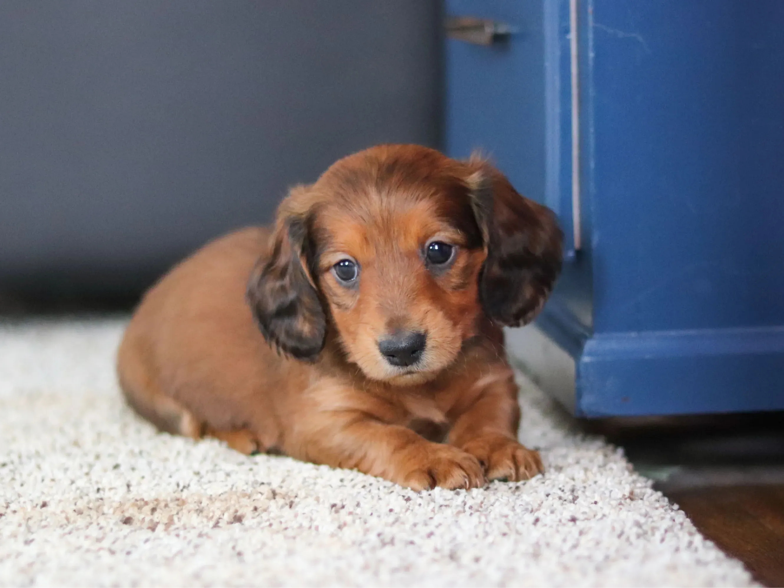 Daisy - English Cream Miniature Dachshund puppy