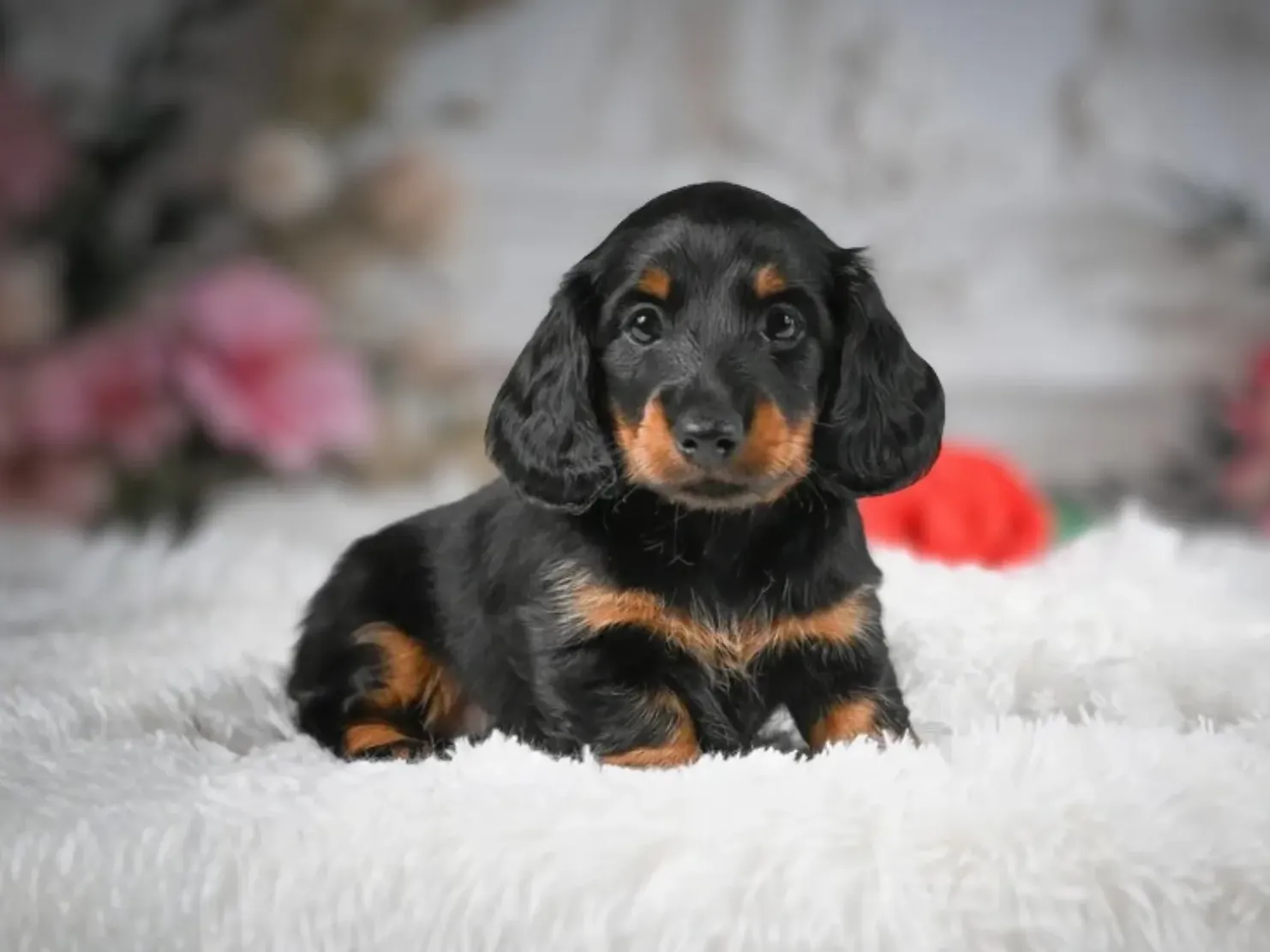 Hazel - Brindle Miniature Dachshund puppy