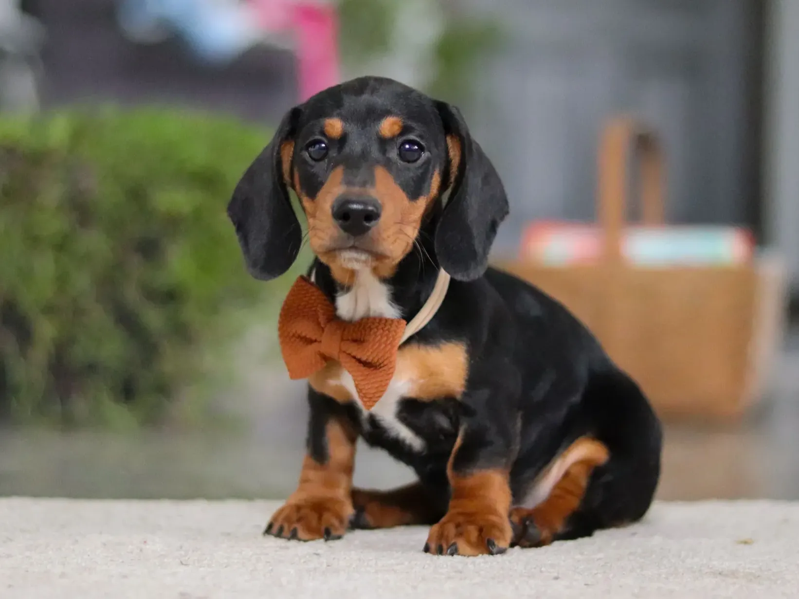 Milo - Red Miniature Dachshund puppy