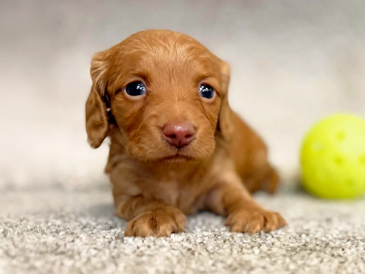 Piper - Chocolate & Tan Miniature Dachshund puppy