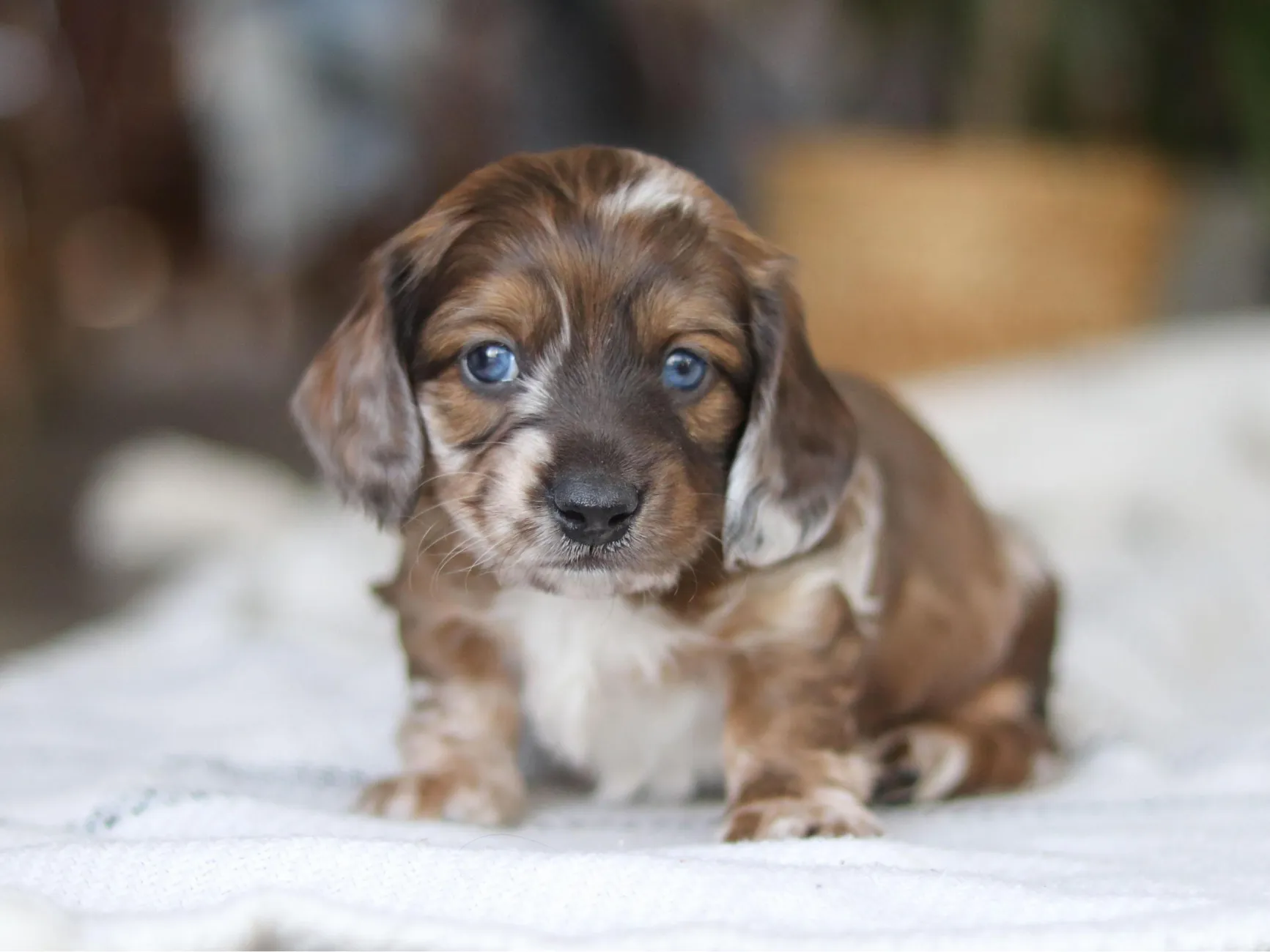 Rosie - Shaded Cream Miniature Dachshund puppy