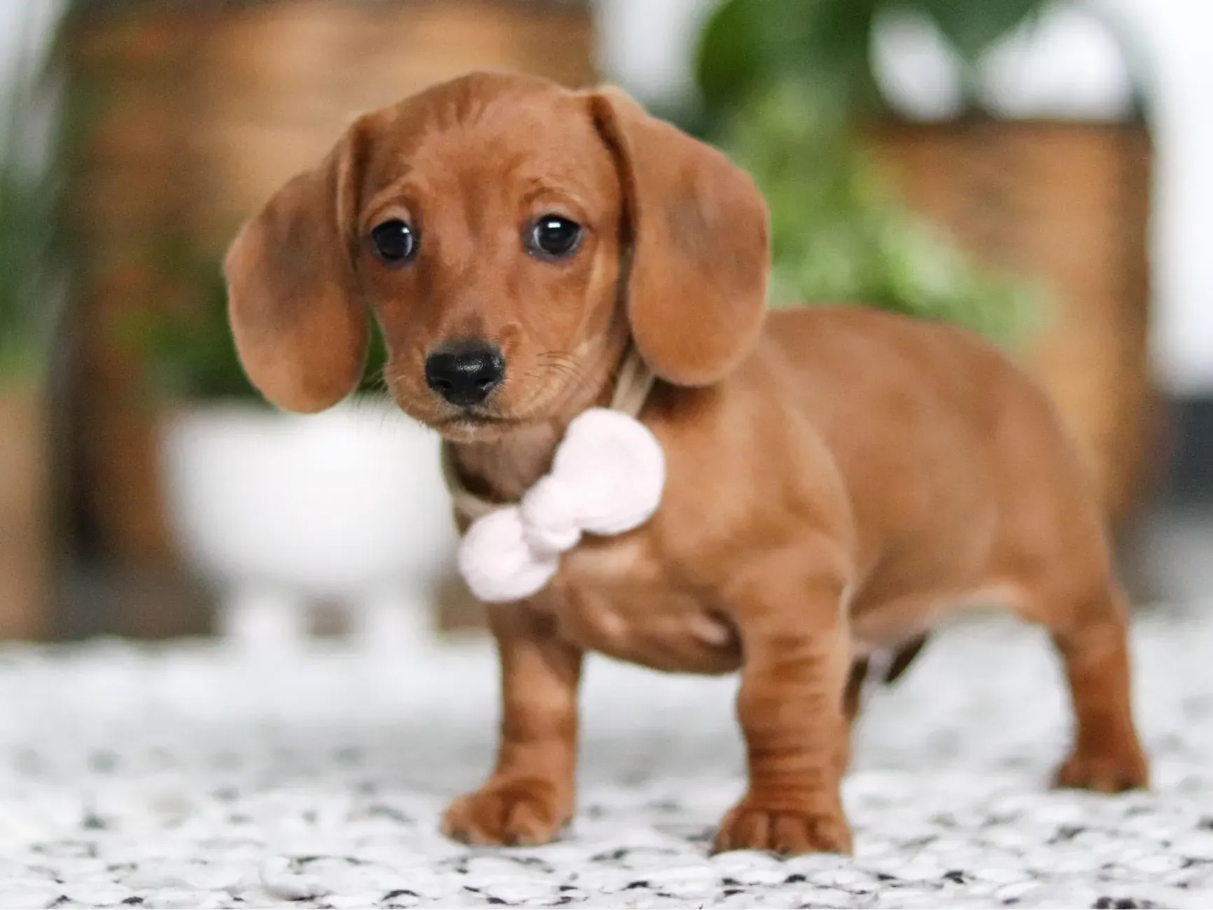 Teddy - Dapple Miniature Dachshund puppy