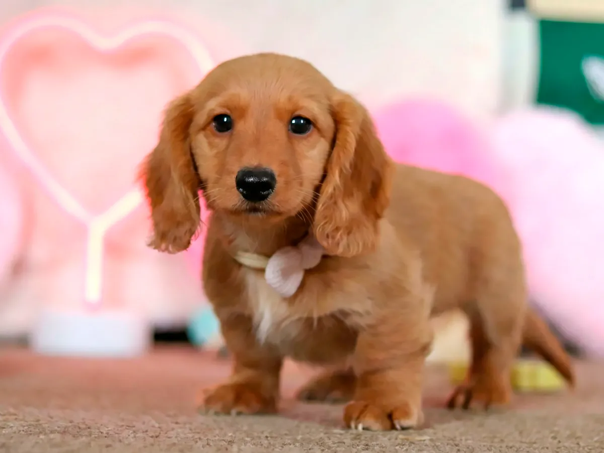 Winston - Red Miniature Dachshund puppy