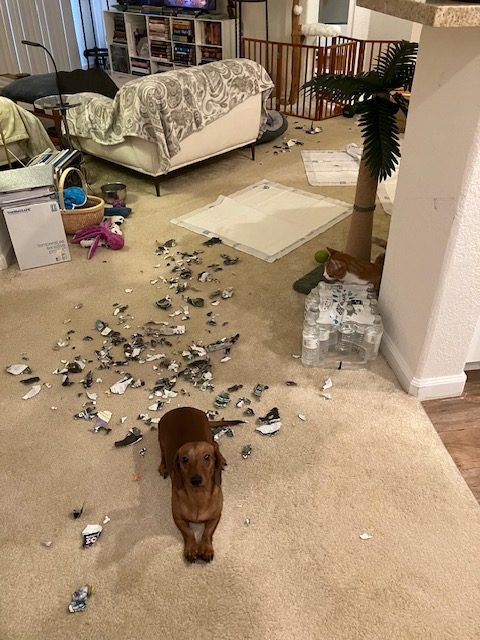 Daisy with Amy & Steve (California)