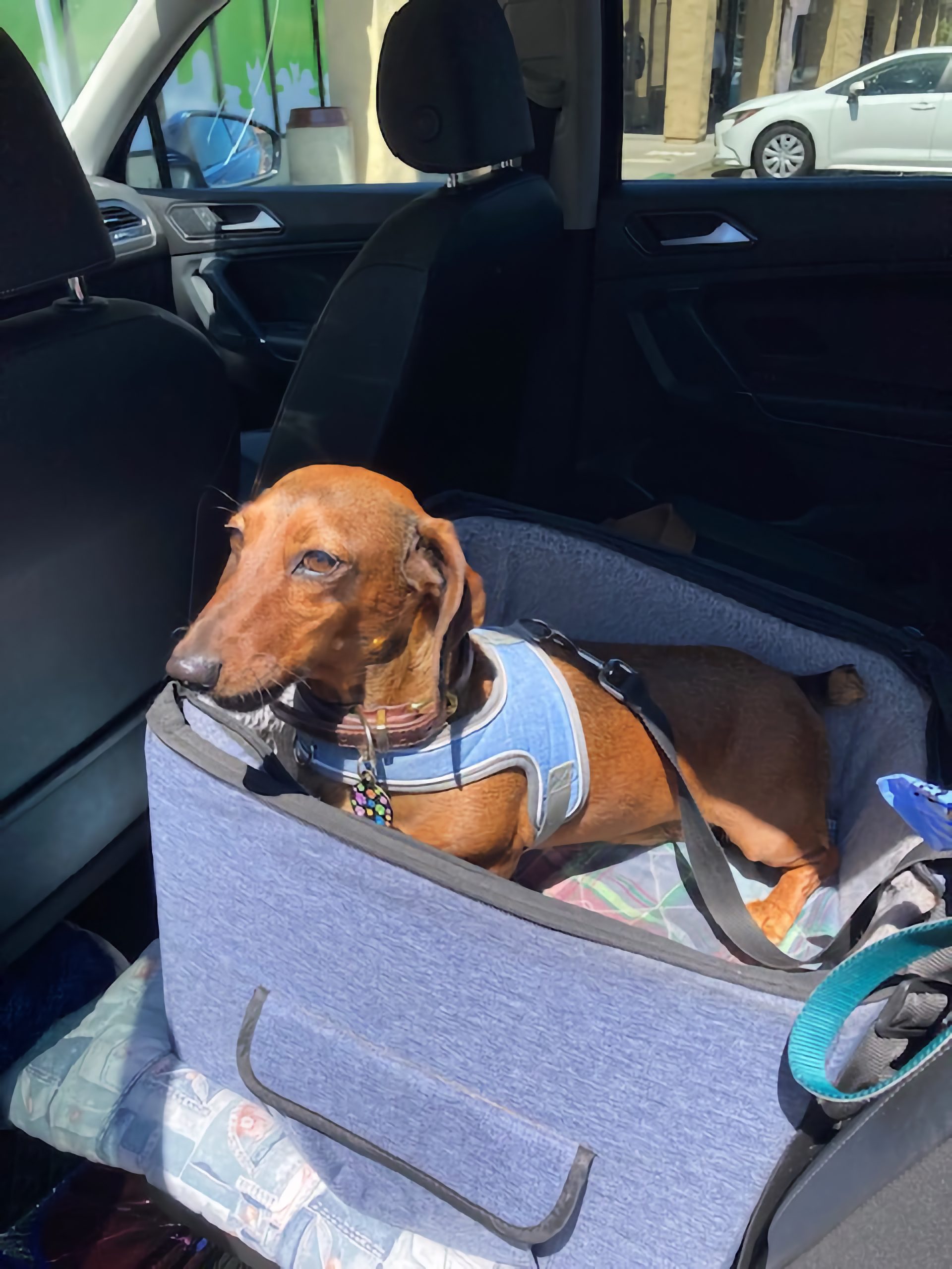 Daisy dachshund with family in California