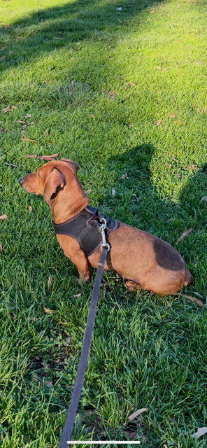 Finley dachshund with family in Texas