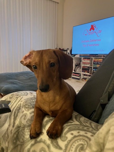 Hazel dachshund with family in Colorado