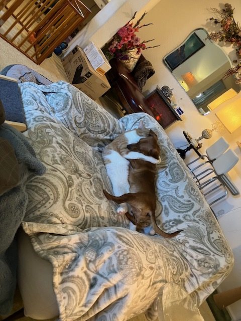 Piper dachshund with family in Illinois