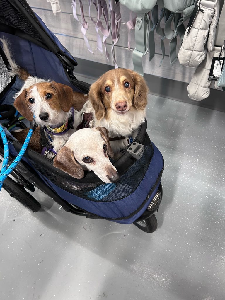 Rosie dachshund with family in Georgia