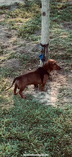 Ruby dachshund with family in Florida