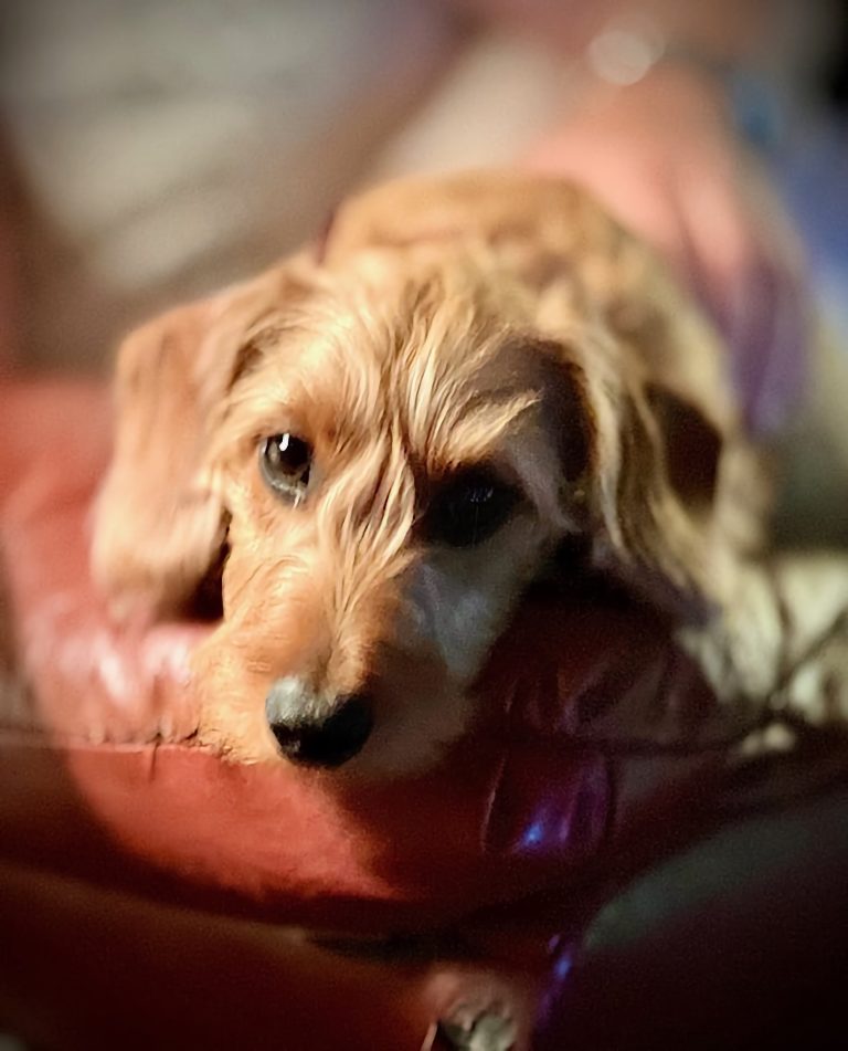 Teddy dachshund with family in North Carolina