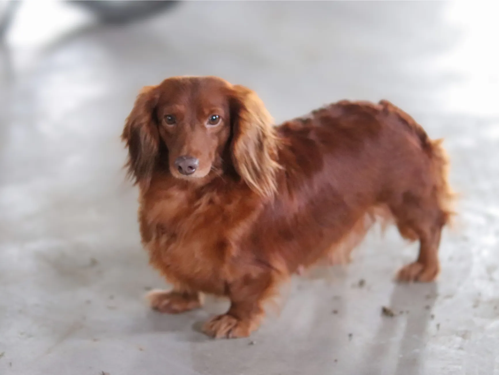 Hazel's dam (mother) - Nuforest Dachshunds