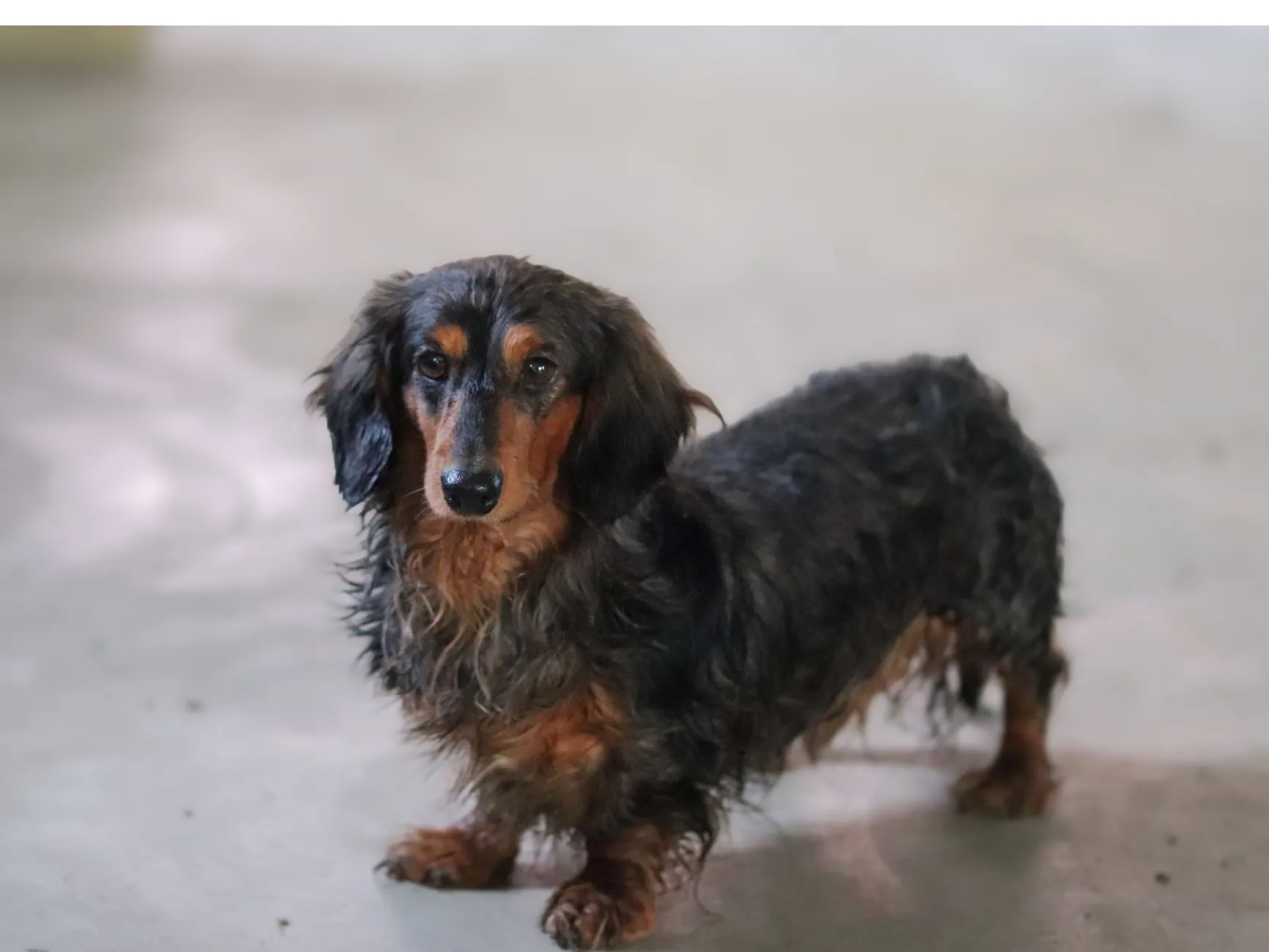 Hazel's sire (father) - Nuforest Dachshunds